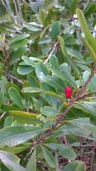 Erythroxylum monogynum