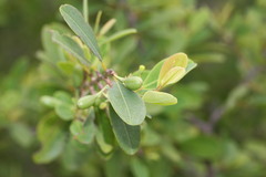 Erythroxylum monogynum