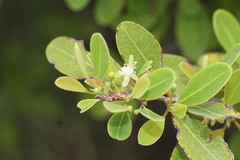 Erythroxylum monogynum