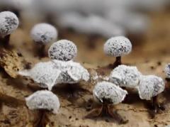 Didymium melanospermum