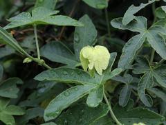 Dalechampia capensis