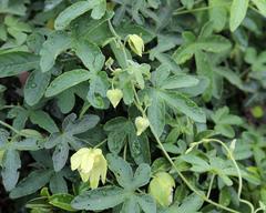 Dalechampia capensis