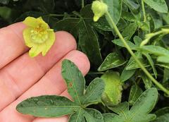 Dalechampia capensis