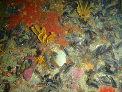 Africofusus ocelliferus