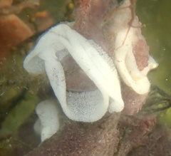 Goniodoris castanea