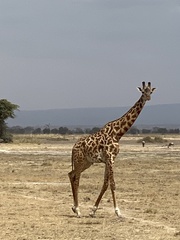 Connochaetes taurinus albojubatus