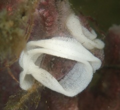 Goniodoris castanea