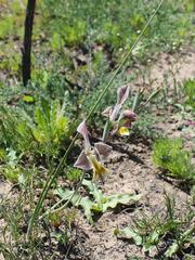 Gladiolus ceresianus