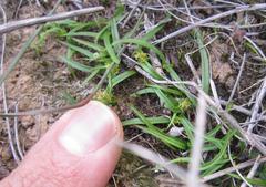 Wurmbea glassii