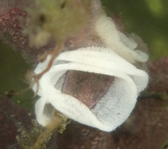Goniodoris castanea