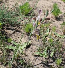 Gladiolus ceresianus