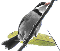 Arremon flavirostris