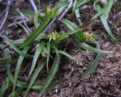 Wurmbea glassii