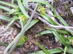 Wurmbea glassii