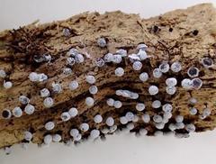 Didymium melanospermum