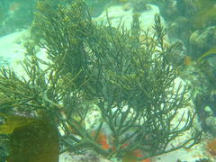 Bifurcariopsis capensis