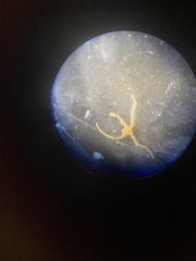 Amphipholis squamata