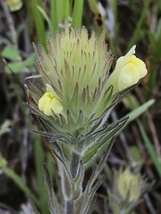 Castilleja rubicundula rubicundula
