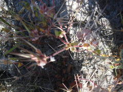 Pelargonium althaeoides