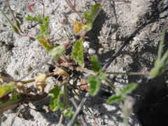 Pelargonium althaeoides
