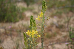 Bulbine alooides