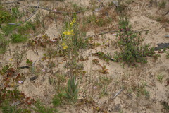 Bulbine alooides