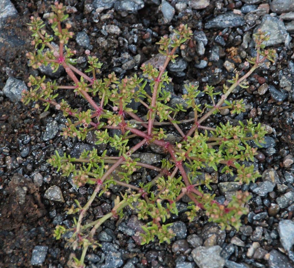 Crassula roggeveldii, Namakwa, ZA-NC, ZA