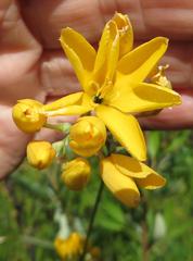 Ixia odorata odorata
