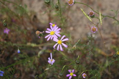 Senecio paarlensis
