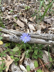 Anemonoides apennina