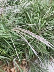 Miscanthus sacchariflorus