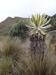 Espeletia hartwegiana