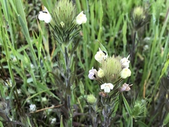 Castilleja rubicundula rubicundula