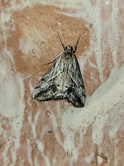 Evergestis simulatilis