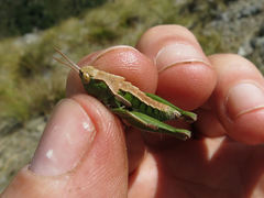 Sigaus campestris