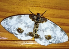 Abraxas sylvata