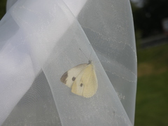 Pieris rapae