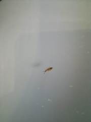 Orchesella flavescens
