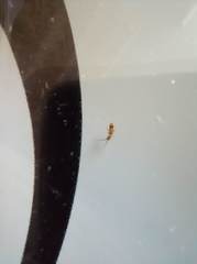 Orchesella flavescens