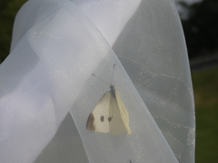 Pieris rapae