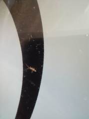 Orchesella flavescens