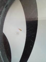 Orchesella flavescens