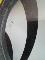 Orchesella flavescens