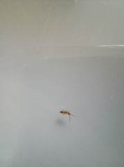 Orchesella flavescens