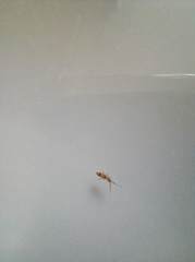 Orchesella flavescens
