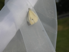 Pieris rapae