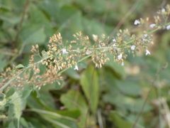 Clinopodium nepeta