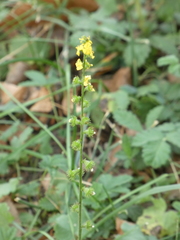 Agrimonia eupatoria