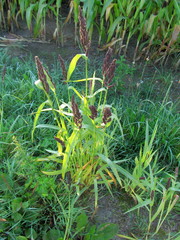 Echinochloa esculenta