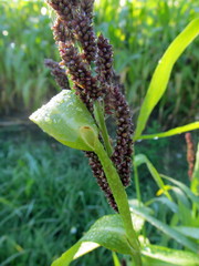 Echinochloa esculenta